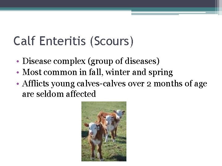 Calf Enteritis (Scours) • Disease complex (group of diseases) • Most common in fall,