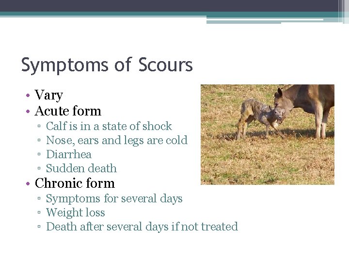 Symptoms of Scours • Vary • Acute form ▫ ▫ Calf is in a