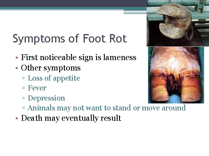 Symptoms of Foot Rot • First noticeable sign is lameness • Other symptoms ▫