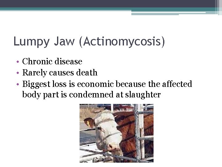 Lumpy Jaw (Actinomycosis) • Chronic disease • Rarely causes death • Biggest loss is