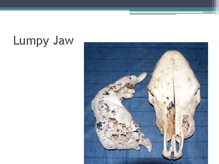 Lumpy Jaw 