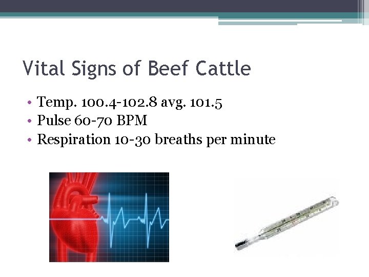 Vital Signs of Beef Cattle • Temp. 100. 4 -102. 8 avg. 101. 5