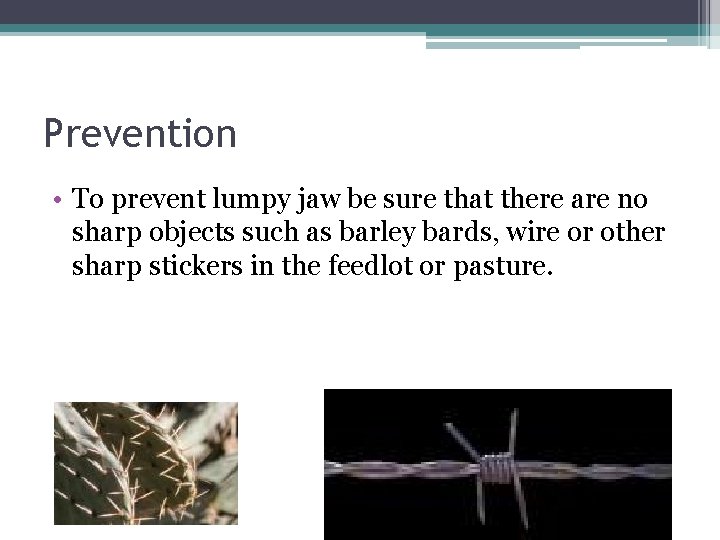 Prevention • To prevent lumpy jaw be sure that there are no sharp objects