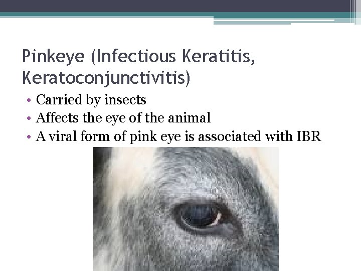 Pinkeye (Infectious Keratitis, Keratoconjunctivitis) • Carried by insects • Affects the eye of the
