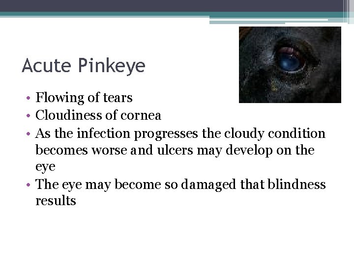Acute Pinkeye • Flowing of tears • Cloudiness of cornea • As the infection