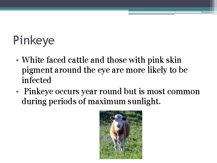 Pinkeye • White faced cattle and those with pink skin pigment around the eye