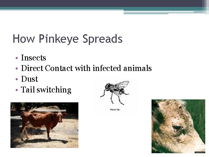 How Pinkeye Spreads • • Insects Direct Contact with infected animals Dust Tail switching