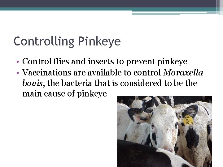 Controlling Pinkeye • Control flies and insects to prevent pinkeye • Vaccinations are available