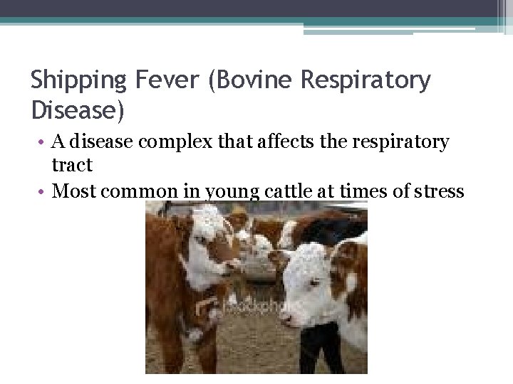 Shipping Fever (Bovine Respiratory Disease) • A disease complex that affects the respiratory tract