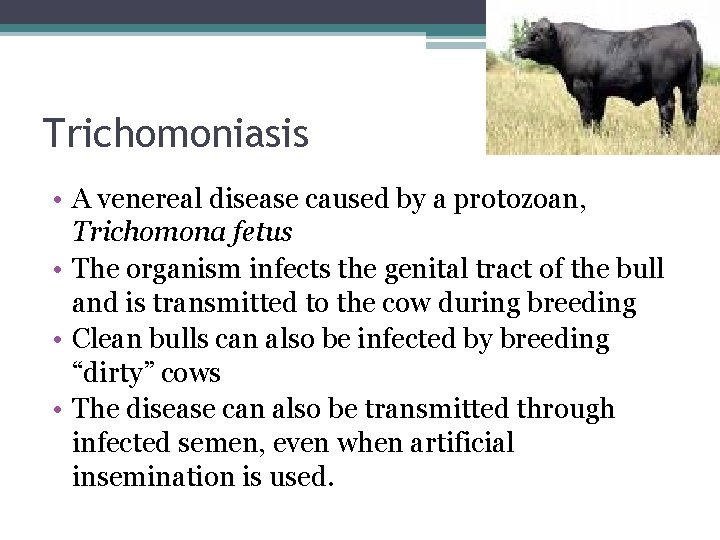 Trichomoniasis • A venereal disease caused by a protozoan, Trichomona fetus • The organism
