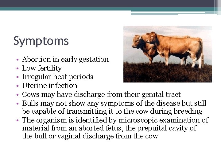 Symptoms • • • Abortion in early gestation Low fertility Irregular heat periods Uterine