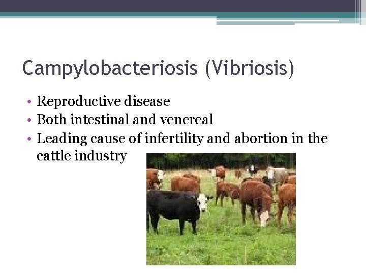 Campylobacteriosis (Vibriosis) • Reproductive disease • Both intestinal and venereal • Leading cause of