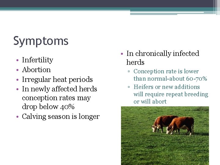 Symptoms • • Infertility Abortion Irregular heat periods In newly affected herds conception rates