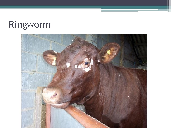 Ringworm 