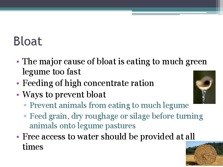 Bloat • The major cause of bloat is eating to much green legume too