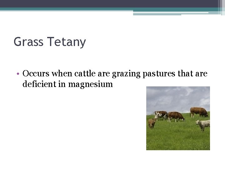 Grass Tetany • Occurs when cattle are grazing pastures that are deficient in magnesium