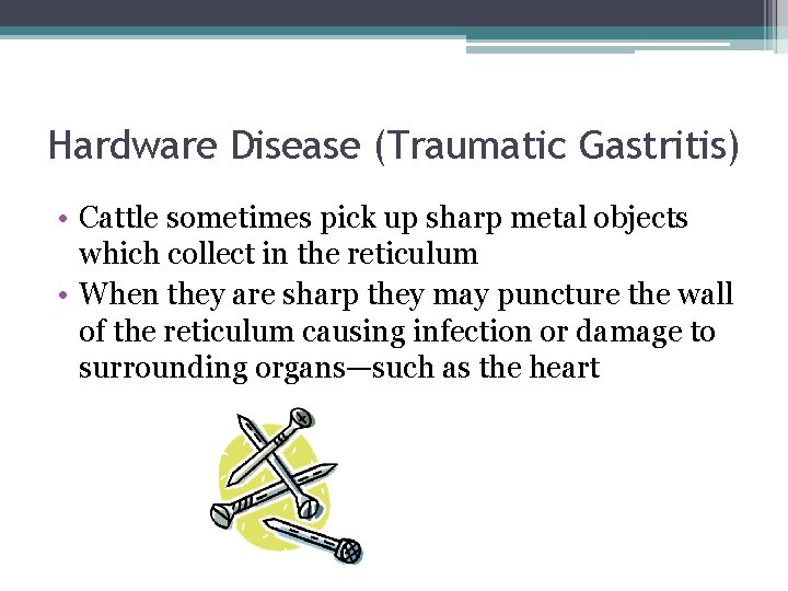 Hardware Disease (Traumatic Gastritis) • Cattle sometimes pick up sharp metal objects which collect