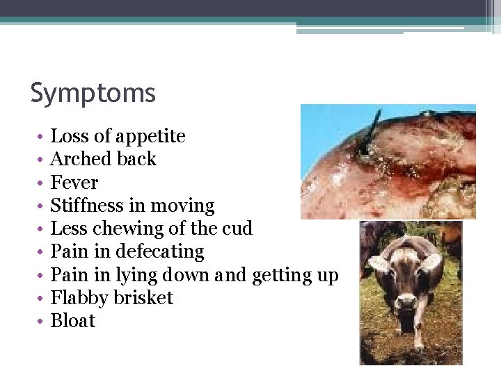Symptoms • • • Loss of appetite Arched back Fever Stiffness in moving Less