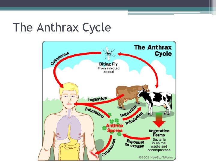 The Anthrax Cycle 