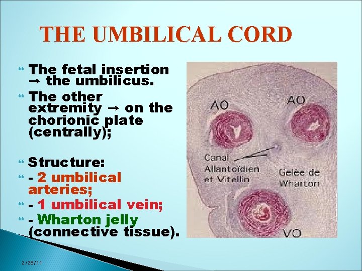 THE UMBILICAL CORD The fetal insertion → the umbilicus. The other extremity → on