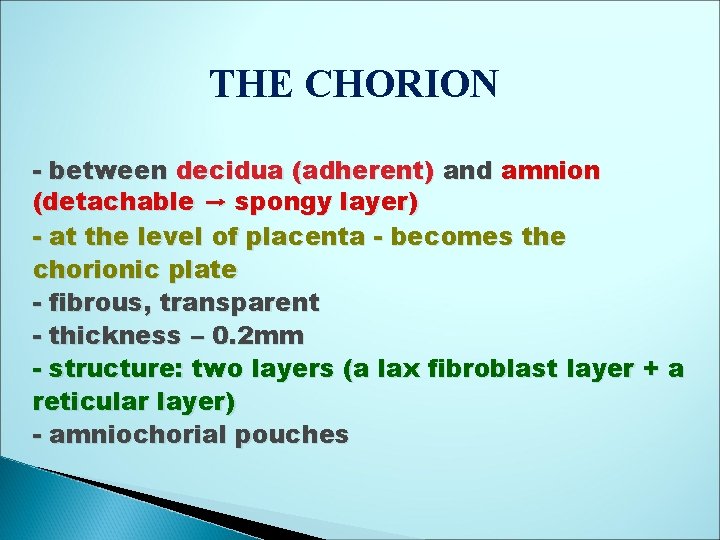 THE CHORION - between decidua (adherent) and amnion (detachable → spongy layer) - at