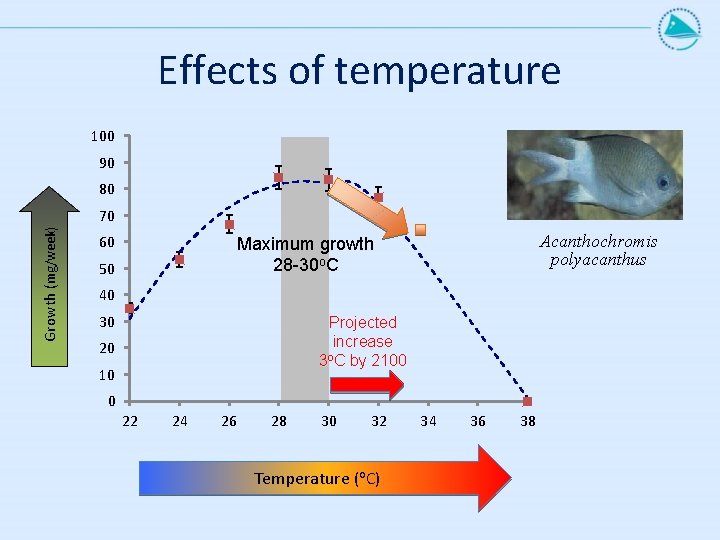 Effects of temperature 100 90 80 Growth (mg/week) 70 60 Acanthochromis polyacanthus Maximum growth