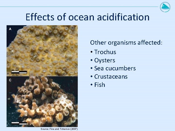 Effects of ocean acidification Other organisms affected: • Trochus • Oysters • Sea cucumbers