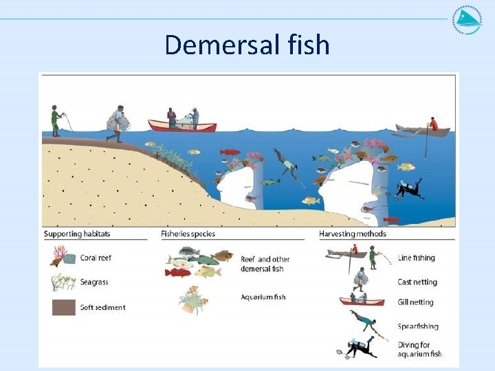 Demersal fish 