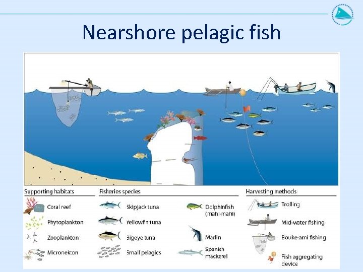 Nearshore pelagic fish 