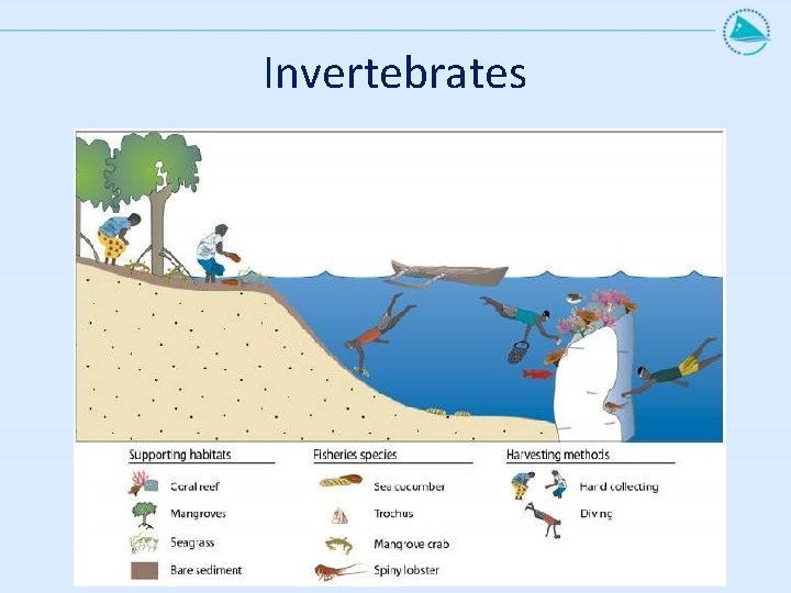 Invertebrates 