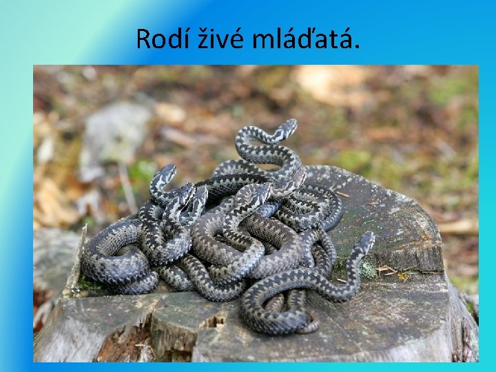 Rodí živé mláďatá. 