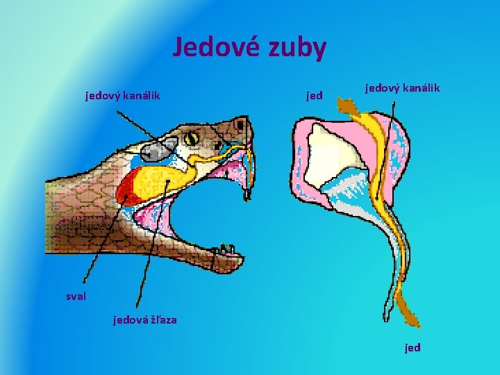 Jedové zuby jedový kanálik sval jedová žľaza jed 