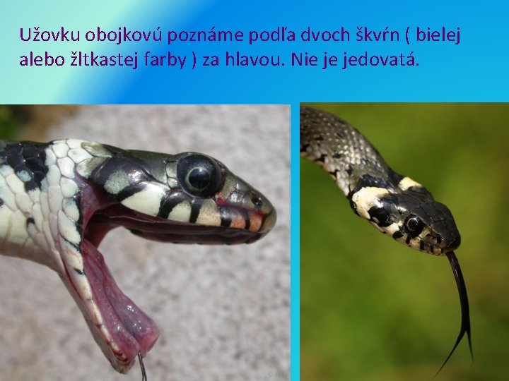 Užovku obojkovú poznáme podľa dvoch škvŕn ( bielej alebo žltkastej farby ) za hlavou.