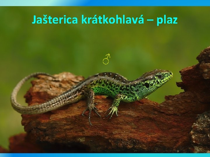 Jašterica krátkohlavá – plaz 