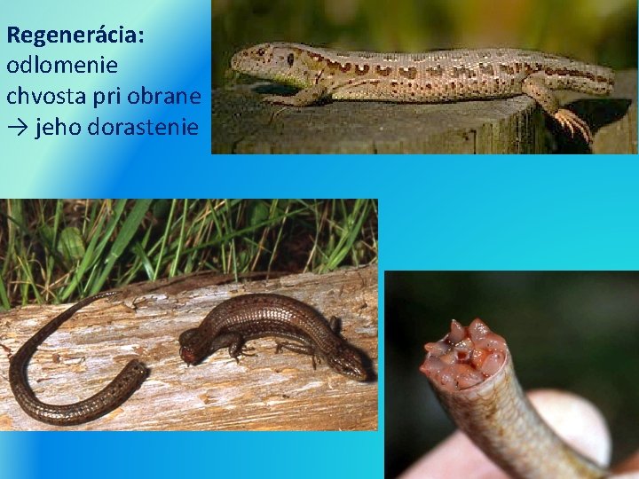 Regenerácia: odlomenie chvosta pri obrane → jeho dorastenie 