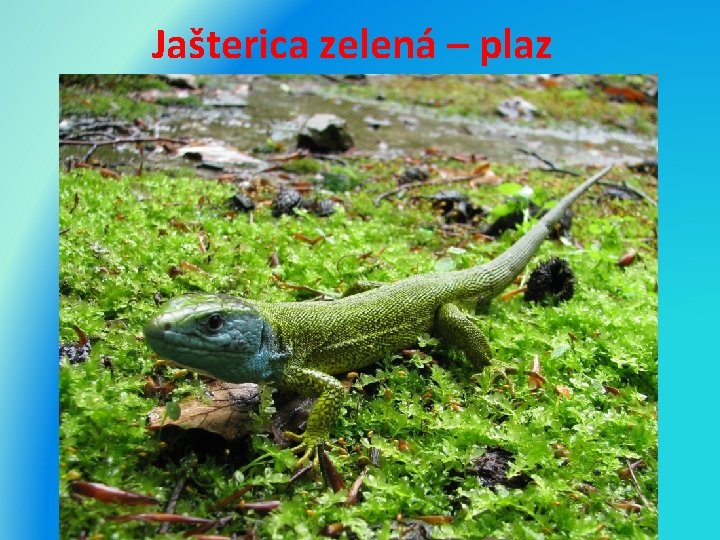 Jašterica zelená – plaz 