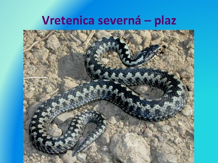 Vretenica severná – plaz 
