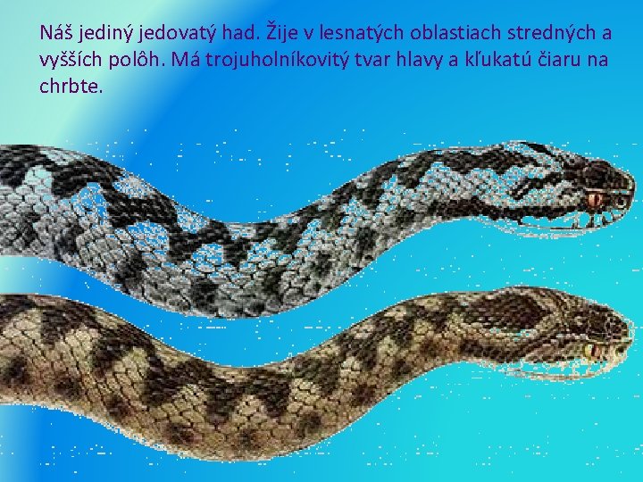 Náš jediný jedovatý had. Žije v lesnatých oblastiach stredných a vyšších polôh. Má trojuholníkovitý