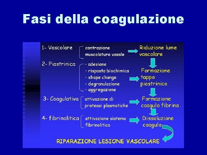 Fasi della coagulazione 