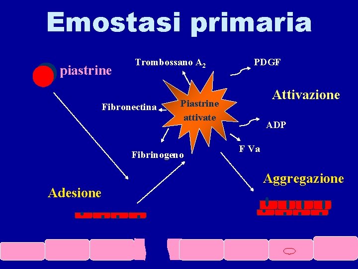 Emostasi primaria piastrine Trombossano A 2 Fibronectina Attivazione Piastrine attivate Fibrinogeno Adesione PDGF ADP