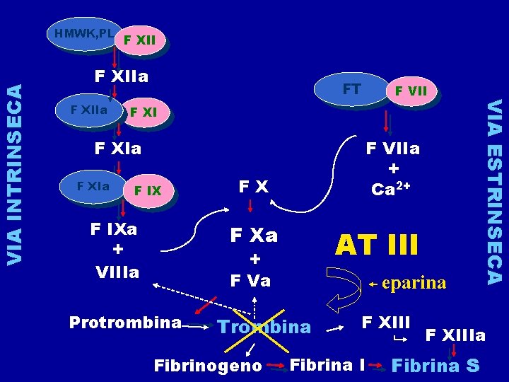 F XIIa FT F XIa F VII F IXa + VIIIa F VIIa +