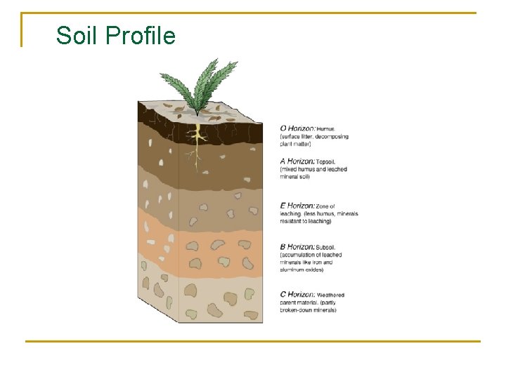 Soil Profile 