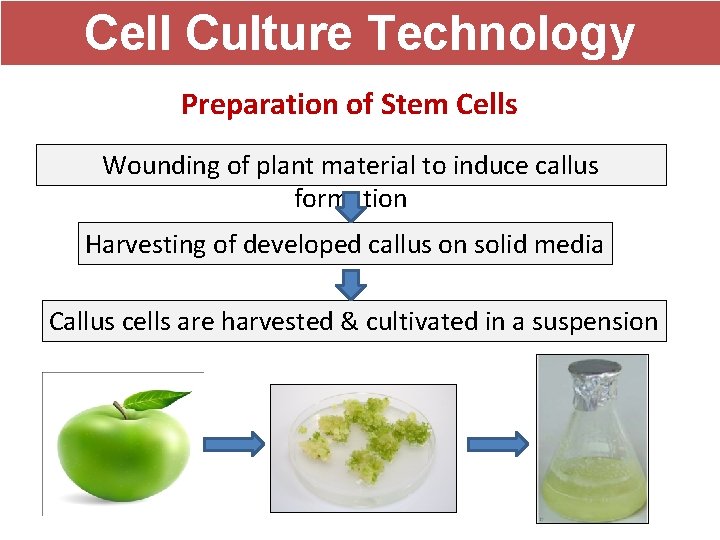 Cell Culture Technology Preparation of Stem Cells Wounding of plant material to induce callus