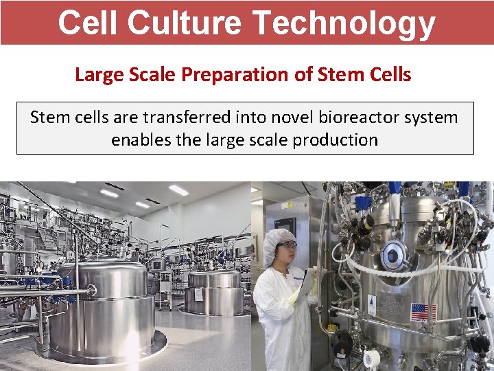 Cell Culture Technology Large Scale Preparation of Stem Cells Stem cells are transferred into