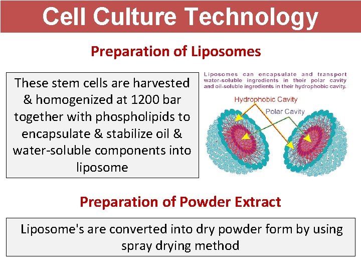 Cell Culture Technology Preparation of Liposomes These stem cells are harvested & homogenized at