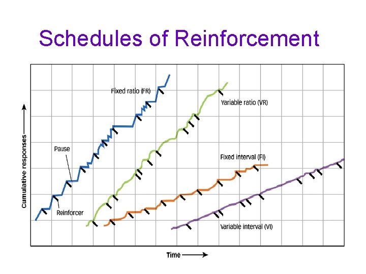 Schedules of Reinforcement Schedules of Reinforcement