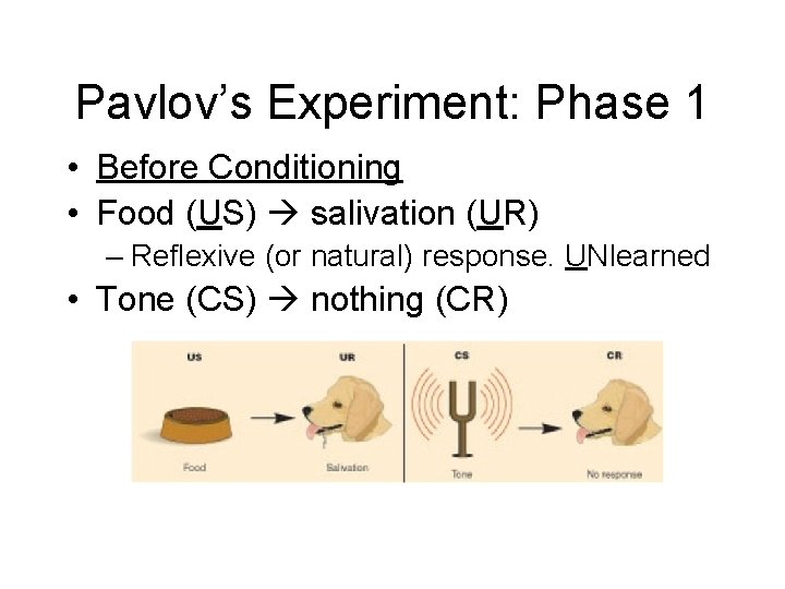 Pavlov’s Experiment: Phase 1 • Before Conditioning • Food (US) salivation (UR) – Reflexive Pavlov’s Experiment: Phase 1 • Before Conditioning • Food (US) salivation (UR) – Reflexive