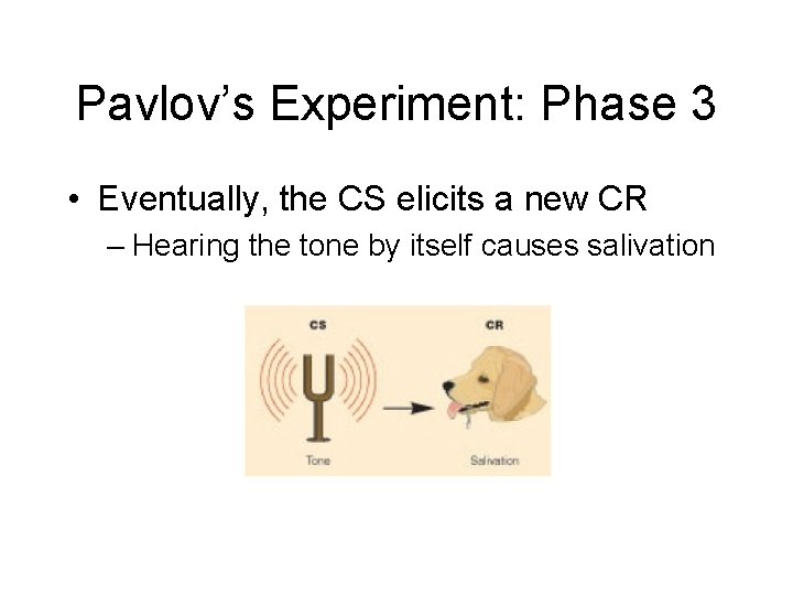 Pavlov’s Experiment: Phase 3 • Eventually, the CS elicits a new CR – Hearing Pavlov’s Experiment: Phase 3 • Eventually, the CS elicits a new CR – Hearing