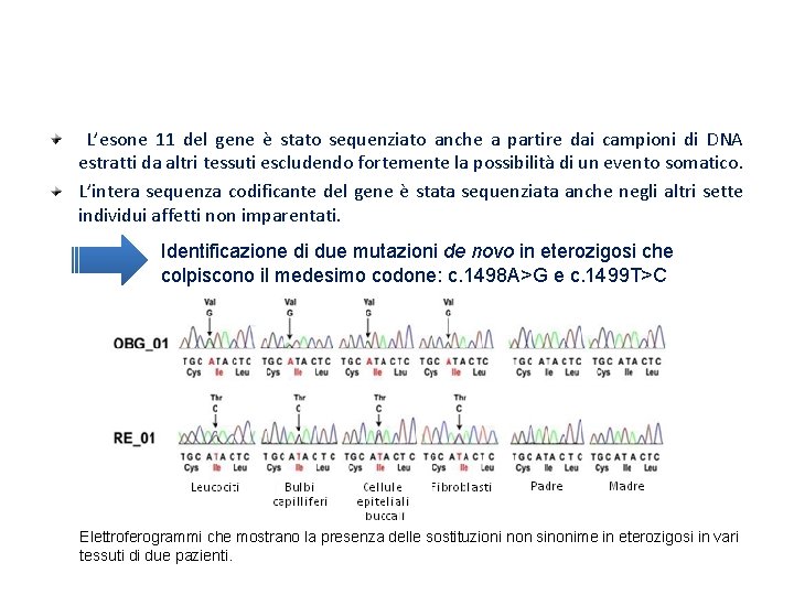 Coinvolgimento causale del gene SMAD 4 Risultati L’esone 11 del gene è stato sequenziato