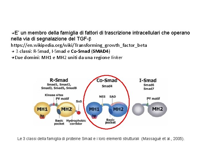 SMAD 4 Discussione E’ un membro della famiglia di fattori di trascrizione intracellulari che